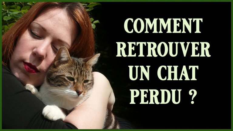 Comment retrouver un chat perdu