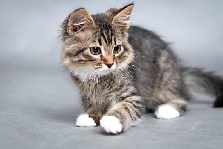 prière pour un animal malade